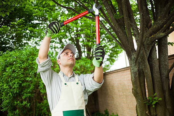 Tree pruning service by J&B Tree Service in Cedar Rapids, IA