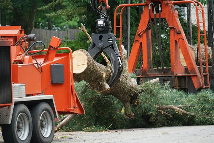 Tree Removal Service